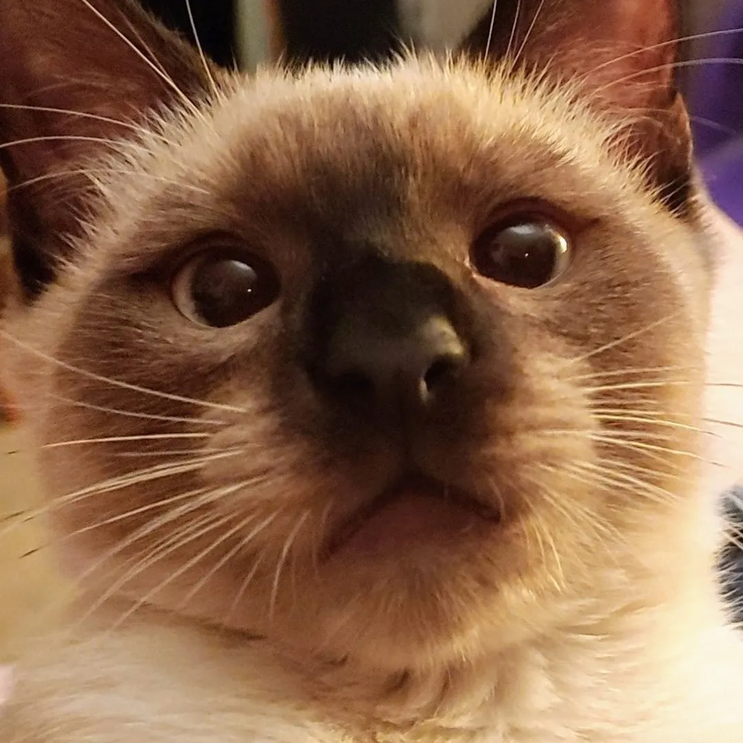 A Siamese cat looking up curiously